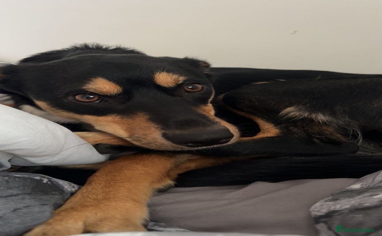 Australian Kelpie dogs - Advert 1