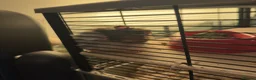 Hamster rodents for sale: Syrian hamster  in Plymouth - Advert 4