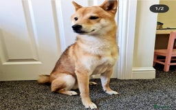 Japanese Shiba Inu dogs for stud: Proven, KC Registered, Shiba Inu Stud in Dewsbury - Image 4