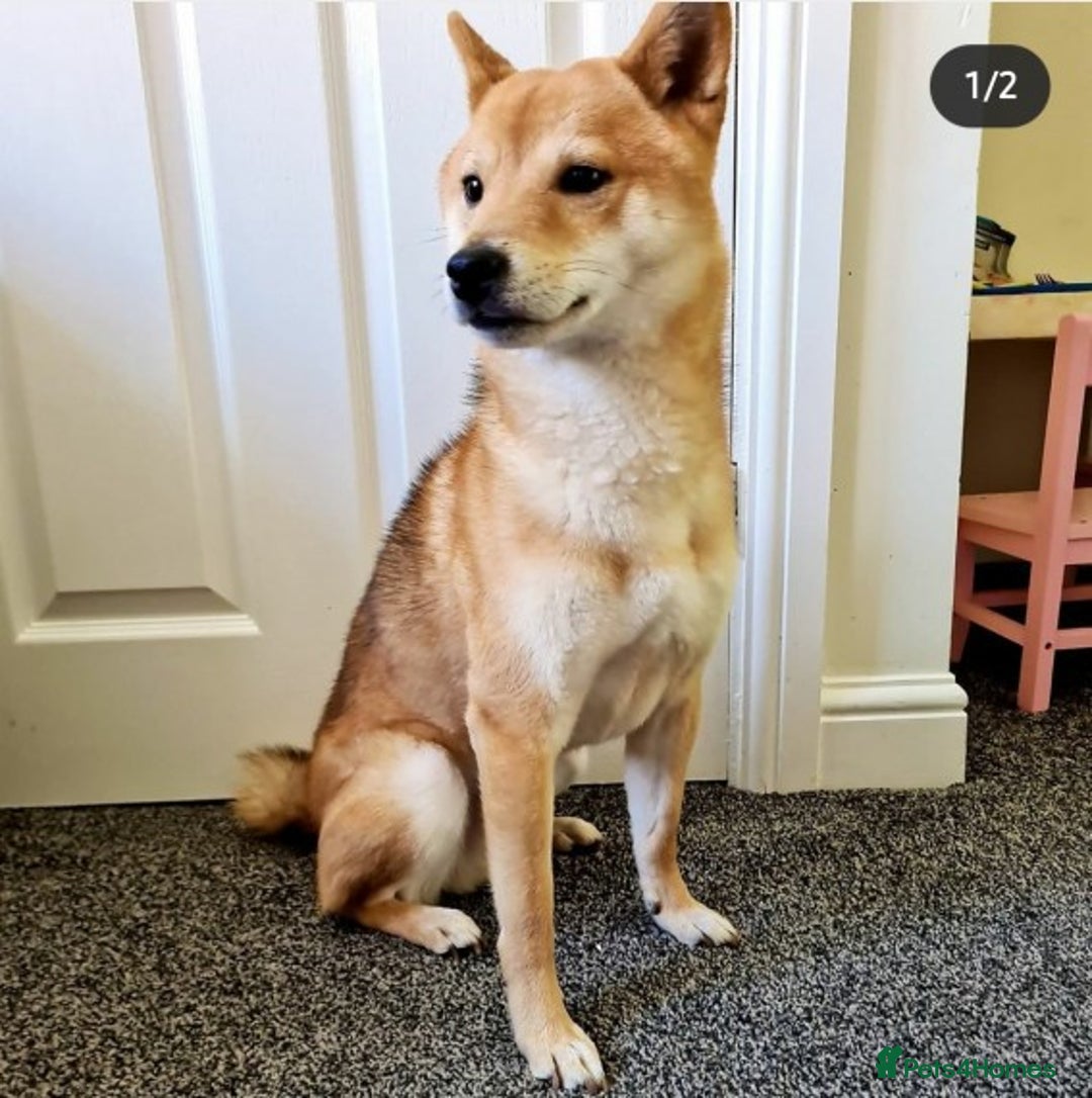 Japanese Shiba Inu dogs for stud: Proven, KC Registered, Shiba Inu Stud in Dewsbury - Image 4