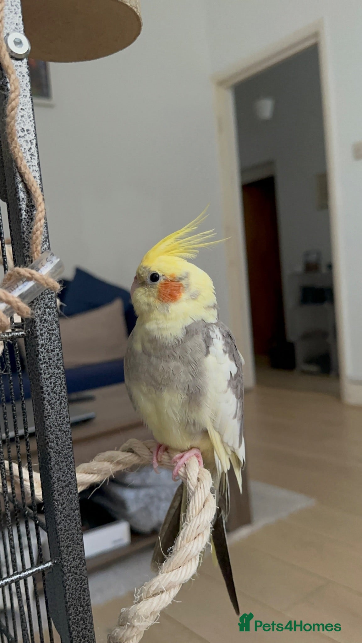 Cockatiels birds Sweet Hand-Tamed Cockatiel – Loving Home Wanted - Advert 1