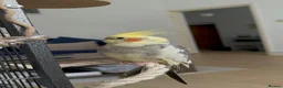 Cockatiels birds for sale: Sweet Hand-Tamed Cockatiel – Loving Home Wanted in London - Advert 1