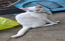 Mixed Breed cats for sale: Rehoming due to change in circumstances  - Image 3