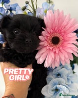 Yorkshire Terrier dogs - Advert 2