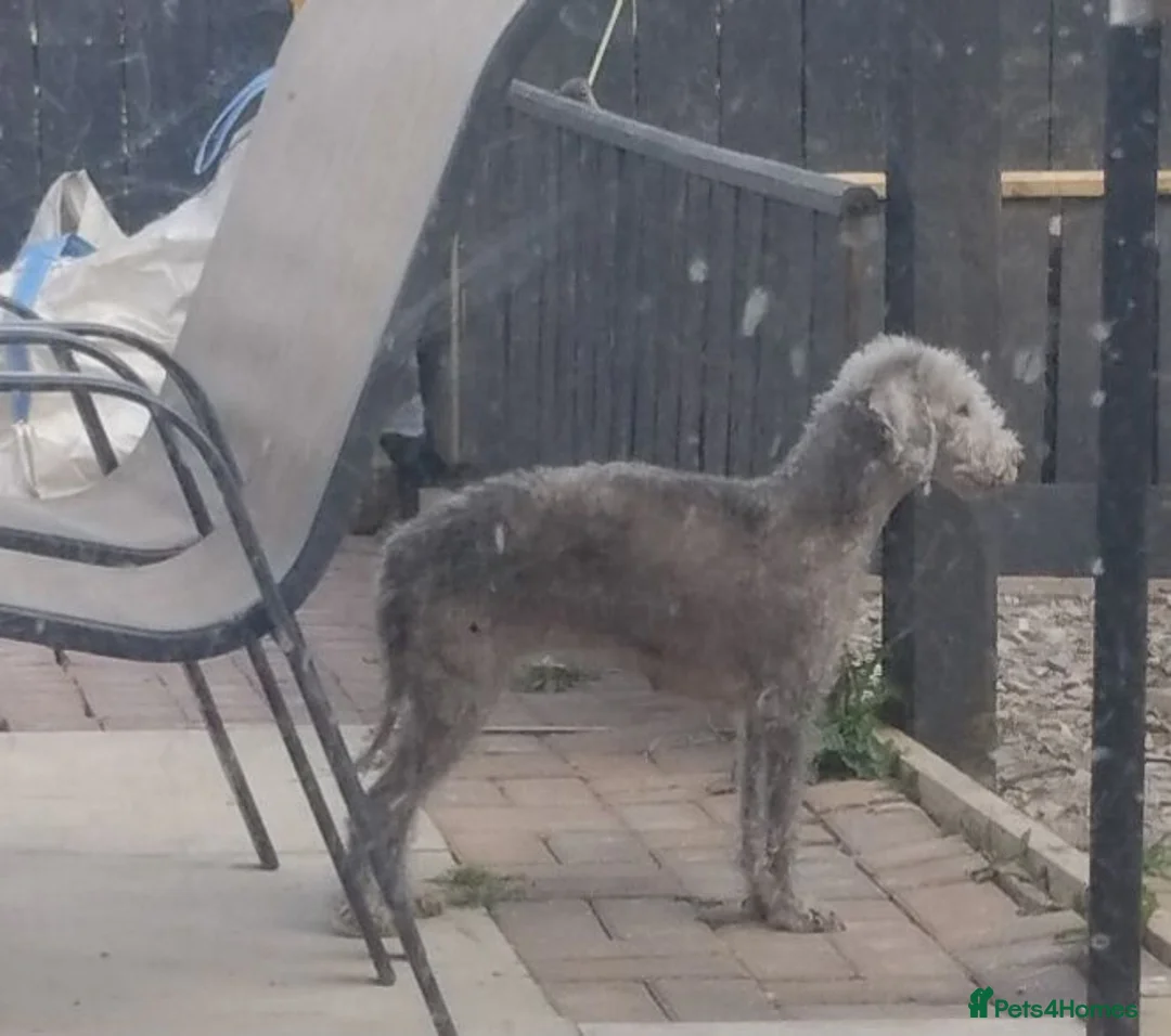 Bedlington Terrier dogs for sale: Outstanding Bedlington terrier pup.  - Advert 6