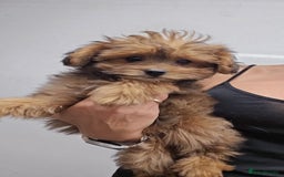 Pomapoo dogs for sale: POCKET SIZED POMAPOOS ~ READY NOW - Image 3