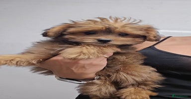 Pomapoo dogs - Advert 1
