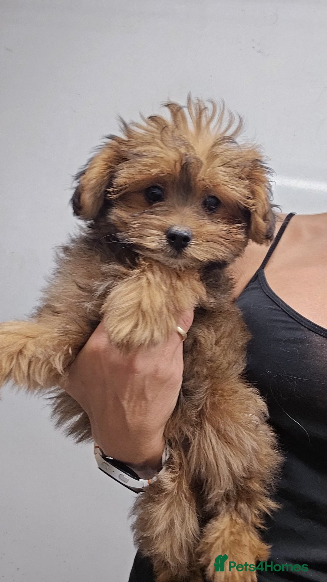 Pomapoo dogs for sale: POCKET SIZED POMAPOOS ~ READY NOW - Image 3