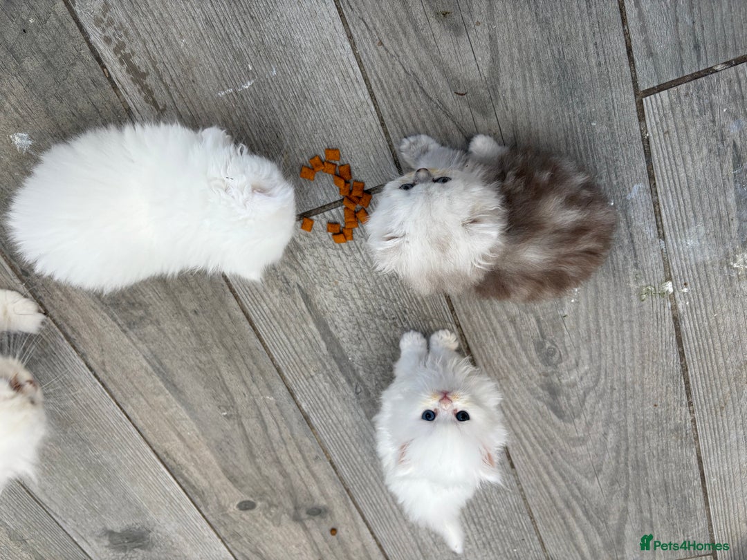 Persian cats for sale: Pure chinchilla doll face Persian kittens - Image 11