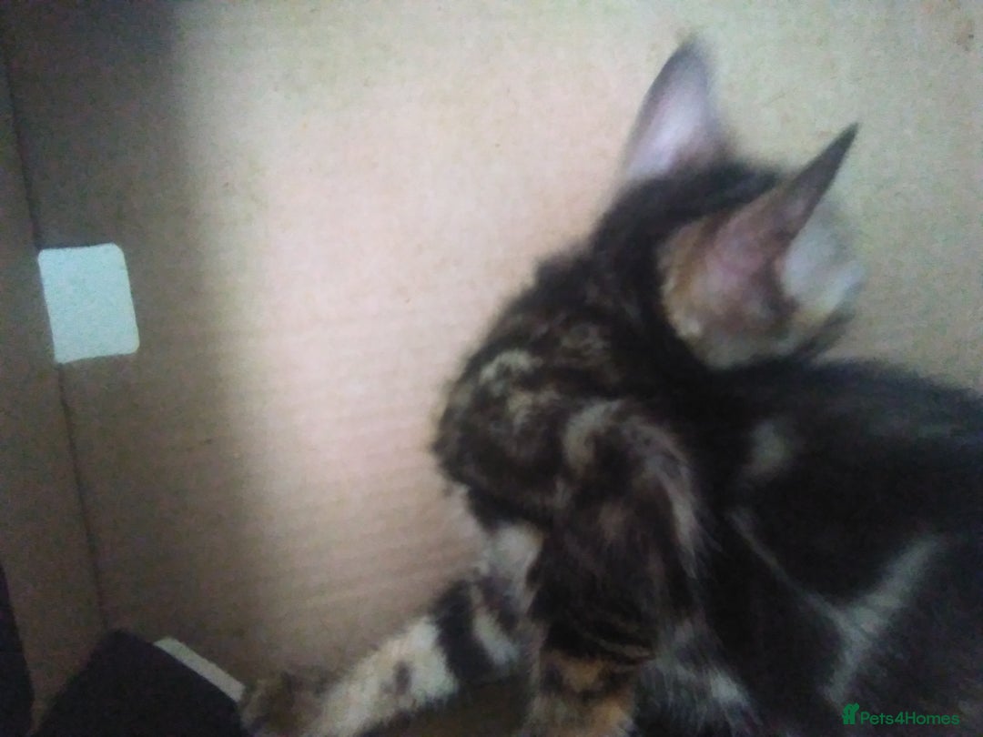 Bengal cats for sale: Beautiful Bengal Kittens - Image 16