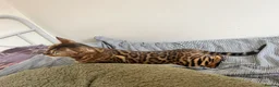 Bengal cats for sale: ❤️ Stunning Purebred TICA-Registered Bengal Female - Advert 4