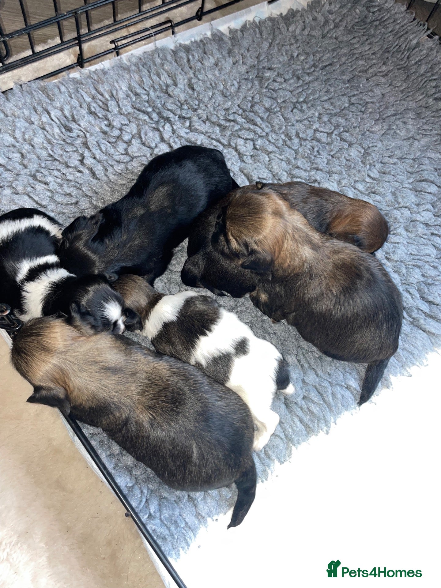 Lhasa Apso dogs for sale: Stunning Lhasa Apso Puppies for Sale  - Advert 2