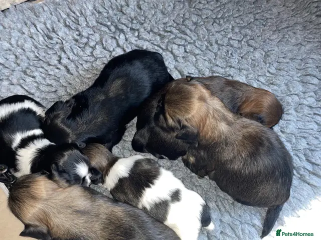 Lhasa Apso dogs for sale: Stunning Lhasa Apso Puppies for Sale - Advert 2