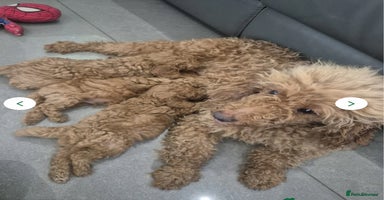 Miniature Poodle dogs - Advert 2
