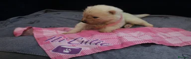 Light pink collar 