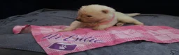 Samoyed dogs for sale: Litter of joy and fluffiness  - Advert 4