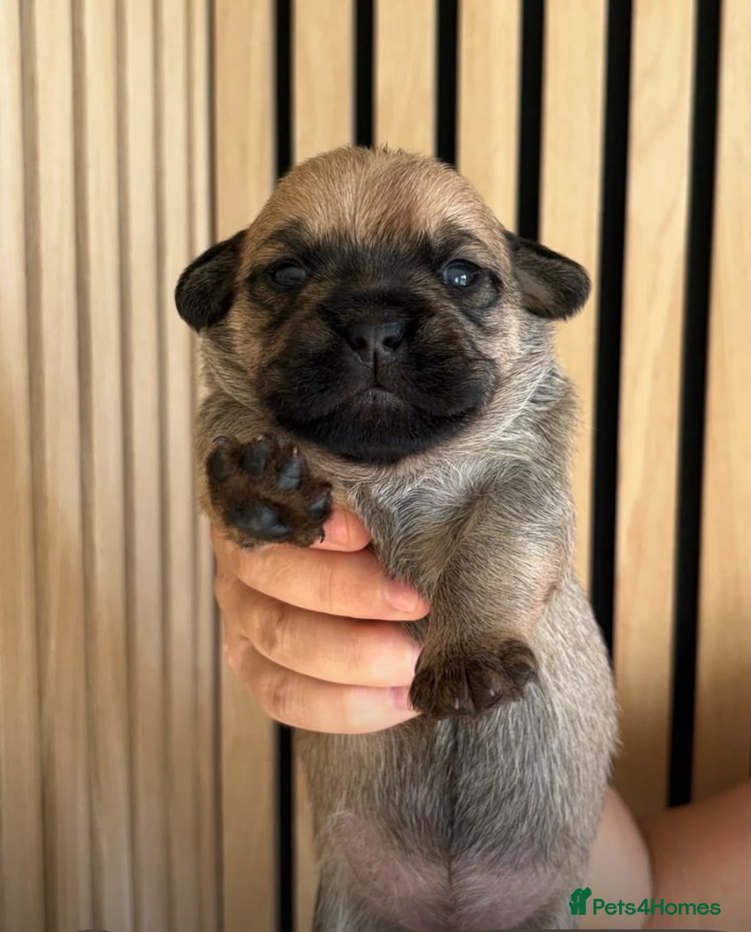 Mixed Breed dogs for sale: Doodle  - Advert 3