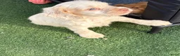 Cocker Spaniel dogs for sale: Beautiful cocker spaniel puppies  in York - Advert 4