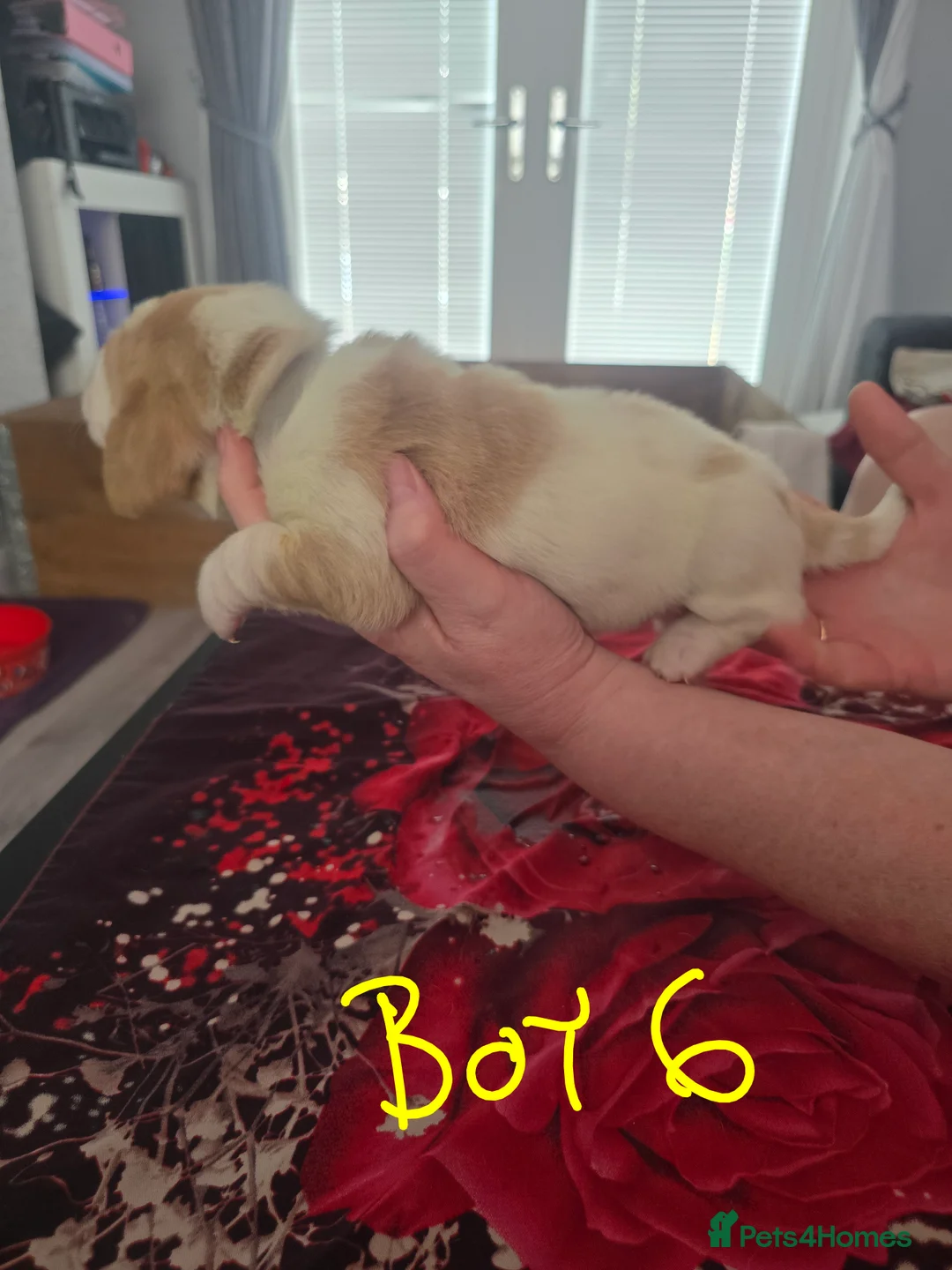 Basset Hound dogs for sale: Basset hound pups kc REG - Advert 2