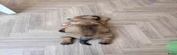 Mixed Breed dogs for sale: 8 week old English bulldog x chow chow - Advert 2