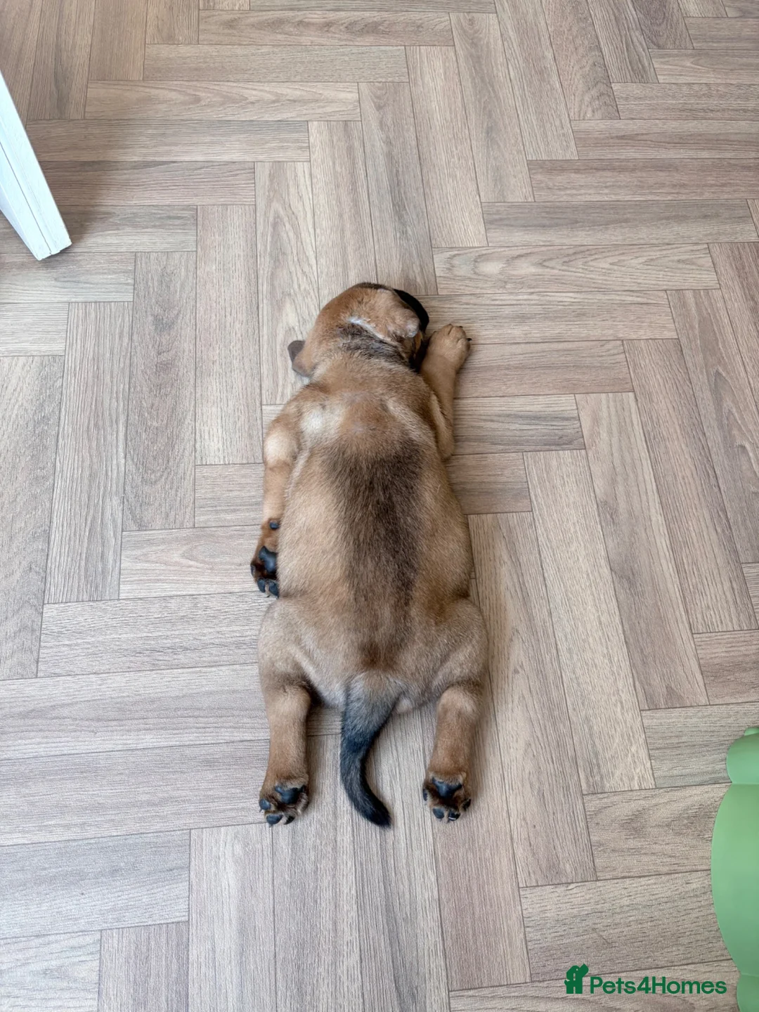 Mixed Breed dogs for sale: 8 week old English bulldog x chow chow - Advert 2