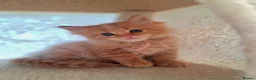 Maine Coon cats for sale: Mainecoon kittens  - Advert 5