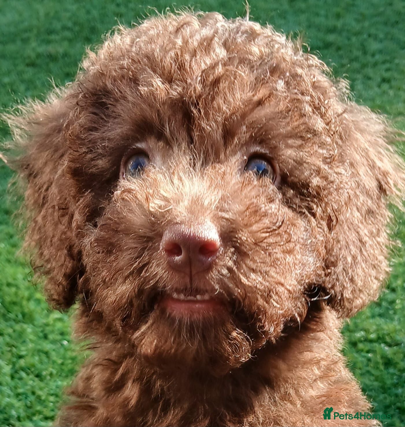 Toy Poodle dogs READY NOW Kc chocolate toy poodles  - Advert 7