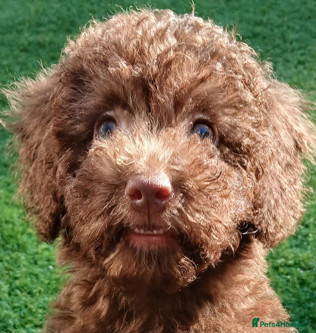 Toy Poodle dogs for sale: READY NOW Kc chocolate toy poodles  - Advert 1