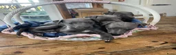 Whippet dogs for sale: KC REGISTERED BLUE WHIPPET PUPPIES in Gloucester - Advert 14