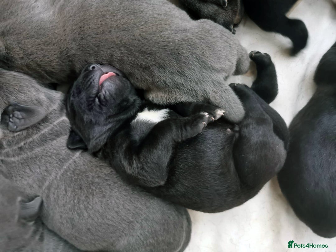 Cane Corso dogs for sale: Cane Corso Puppies from Exceptional Bloodlines - Advert 5