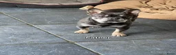 French Bulldog dogs for sale: French bulldogs puppies for sale,KC registered  in Inverness - Advert 3