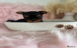 Yorkshire Terrier dogs for sale: 4 boys available  in London - Image 13