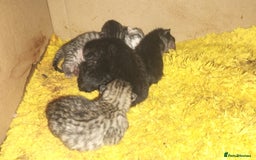 Domestic Shorthair cats for sale: Kittens for Sale - Image 4