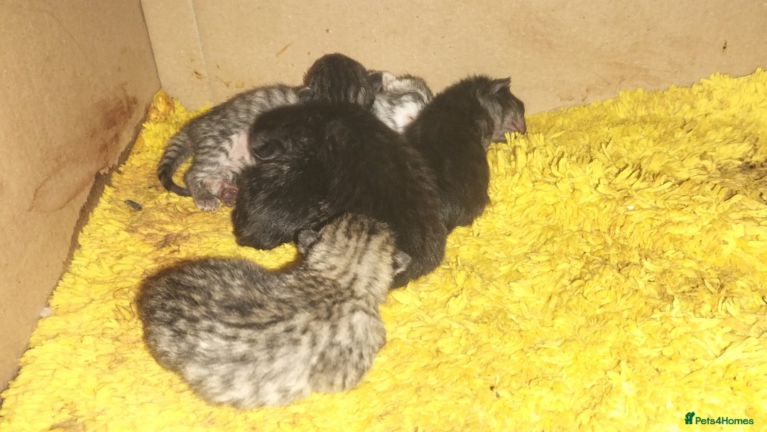 Domestic Shorthair cats for sale: Kittens for Sale - Image 4
