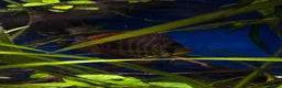 Discus fish for sale: Discus for sale  - Advert 2