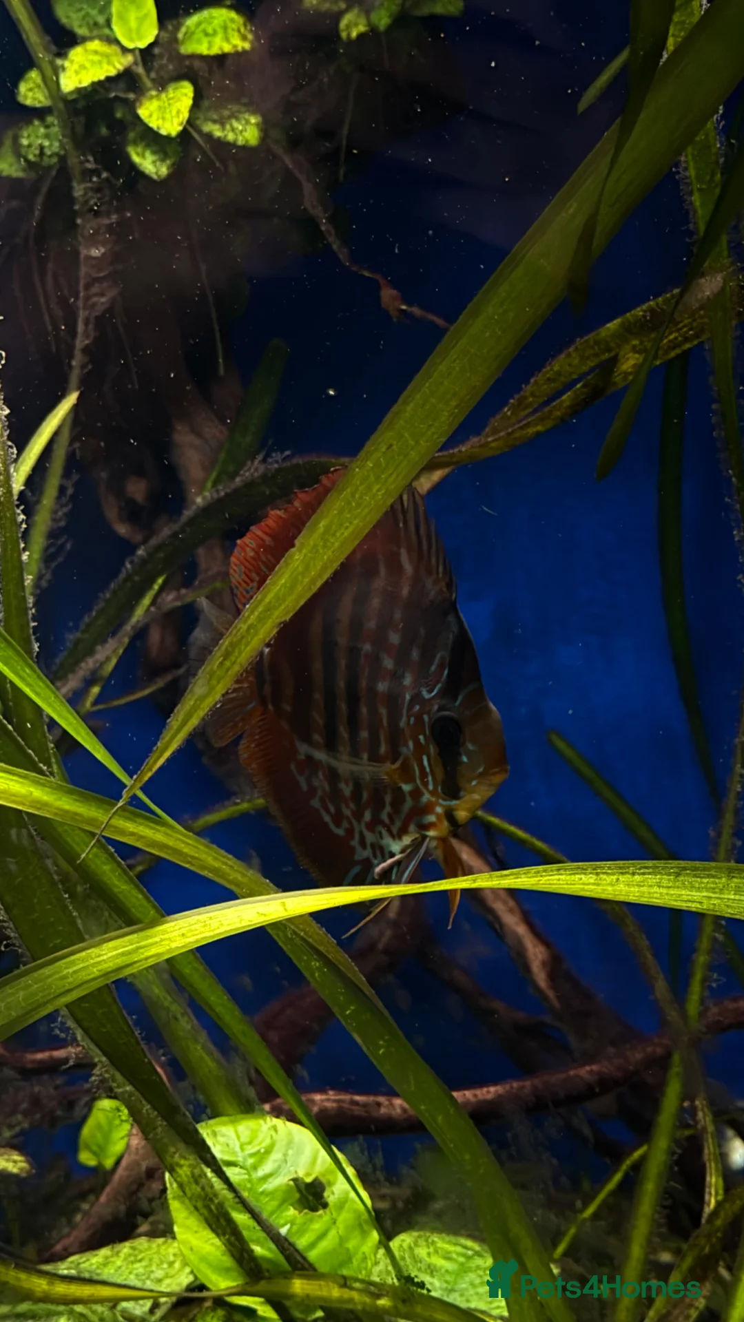 Discus fish for sale: Discus for sale  - Advert 2