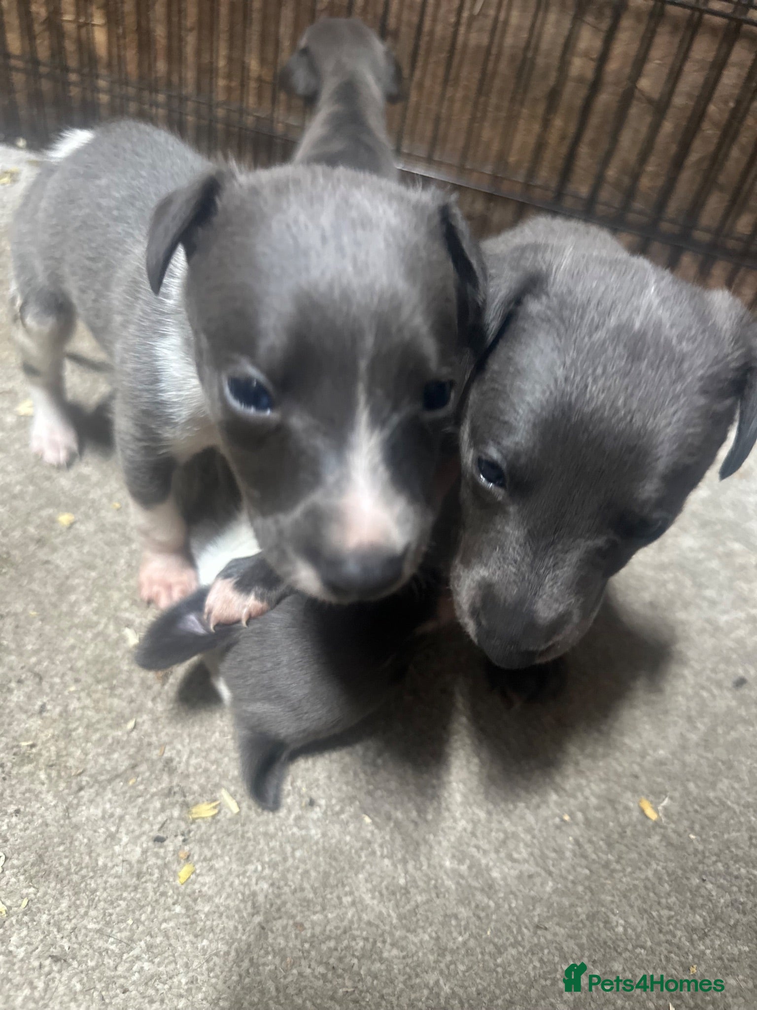 Whippet dogs Stunning litter of whippet puppies - Advert 3