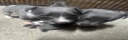 Whippet dogs for sale: Stunning litter of whippet puppies - Advert 7