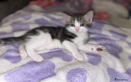 British Shorthair cats for sale: Silver grey tabby cats - Image 9