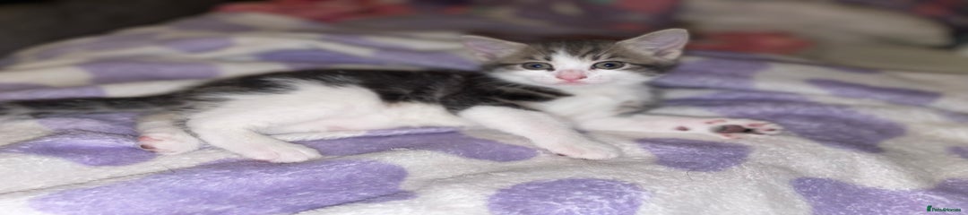 British Shorthair Kitten 2