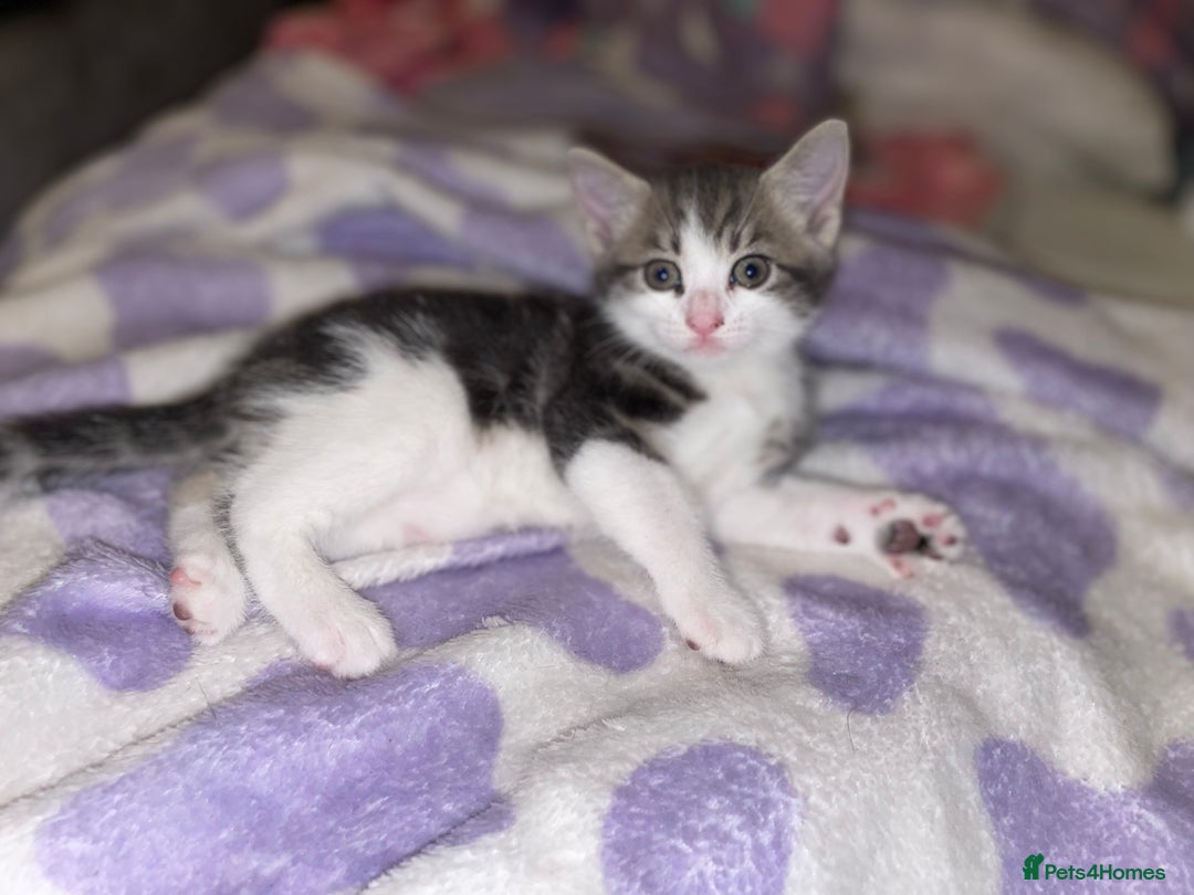 British Shorthair cats for sale: Silver grey tabby cats - Image 9