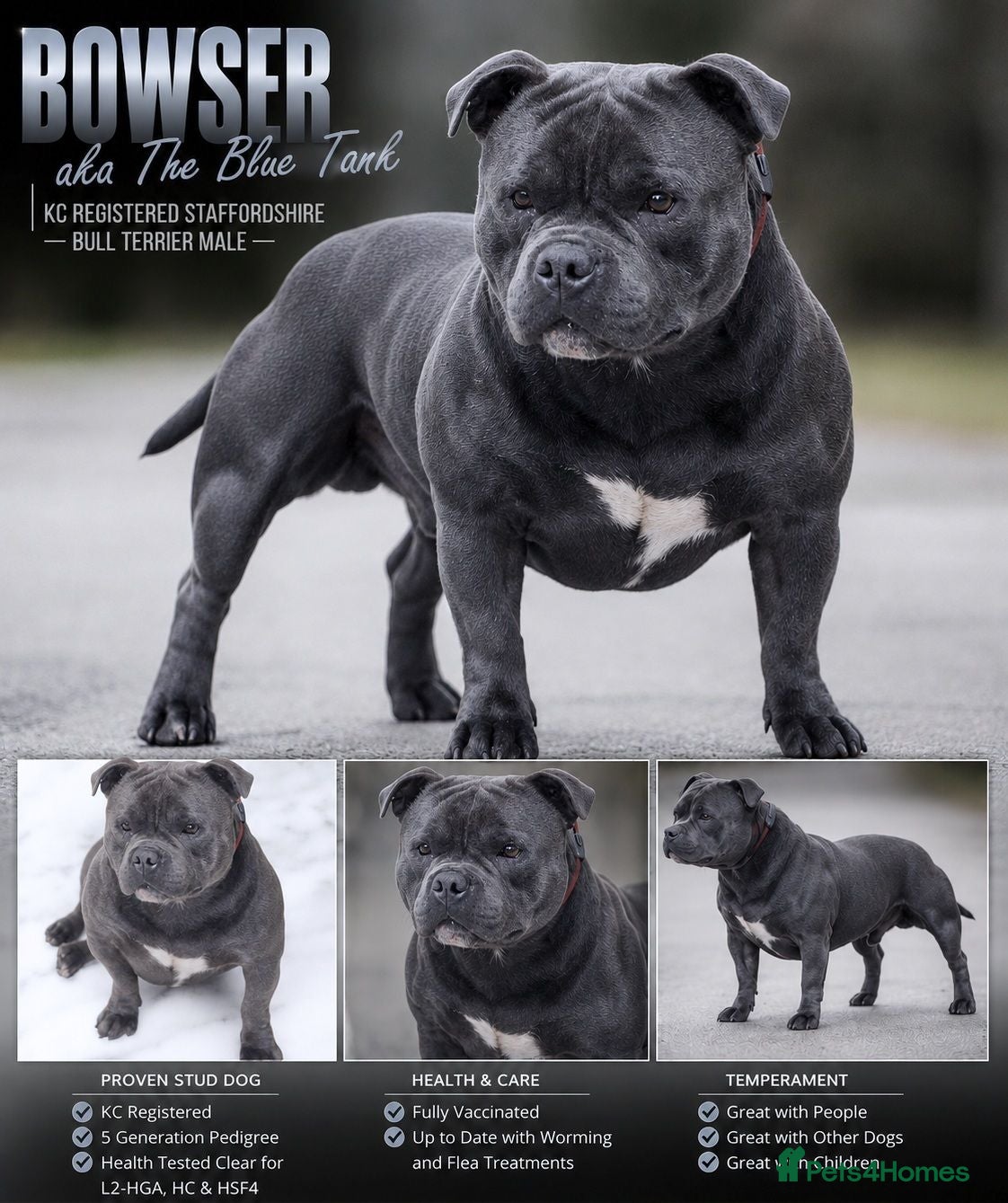 Staffordshire Bull Terrier dogs SOLID BLUE MALES AVAILABLE FOR STUD  - Advert 19