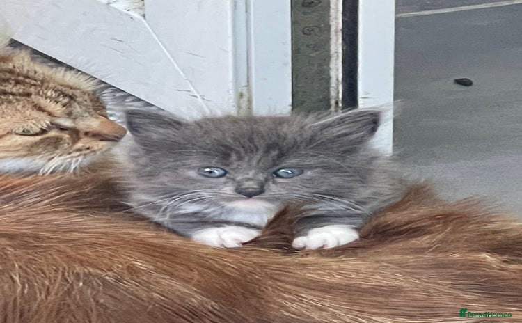 British Longhair cats - Advert 8