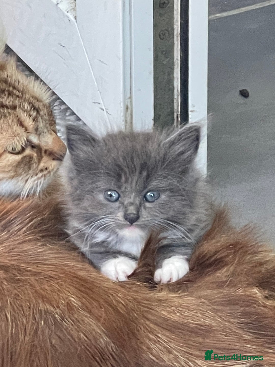 British Longhair cats for sale: British blue cross maincoon  - Image 1
