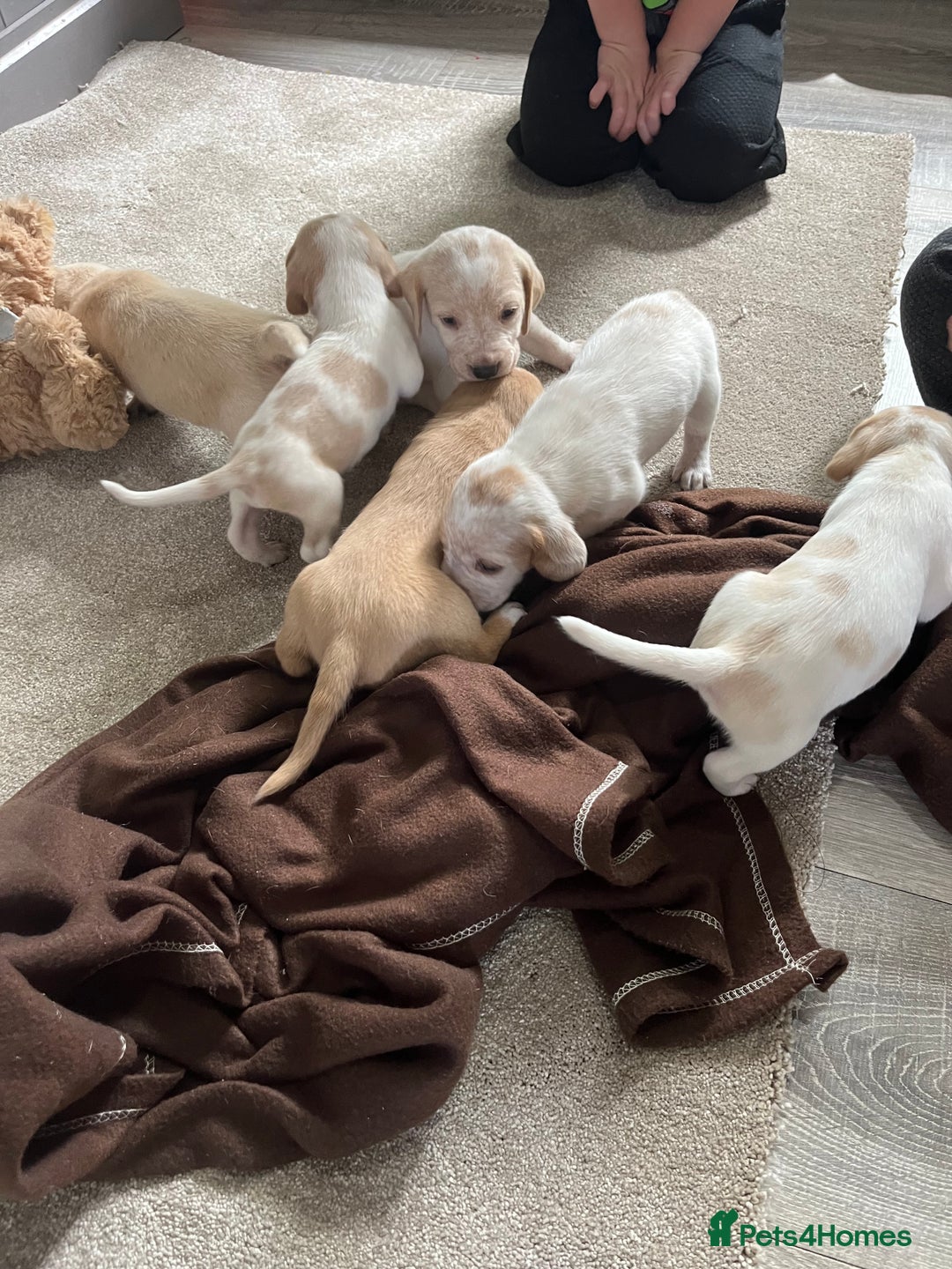 Bocker dogs for sale: Beautiful bocker/beagle puppies - Image 1