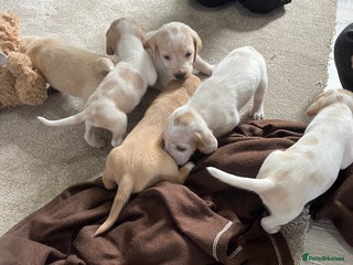 Bocker dogs - Advert 9