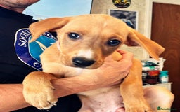 Mixed Breed dogs for sale: Gorgeous pups for sale - Image 4