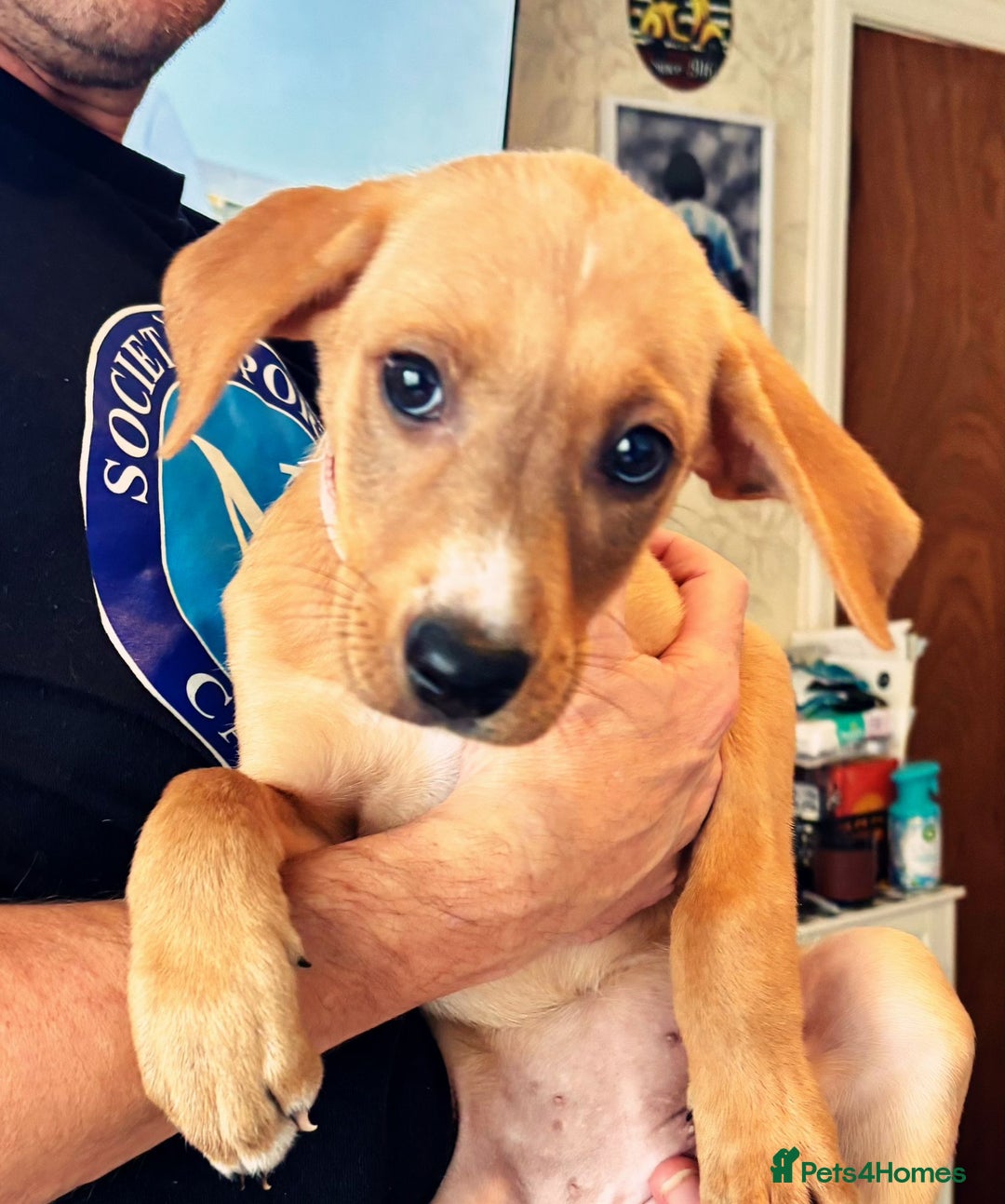 Mixed Breed dogs for sale: Gorgeous pups for sale - Image 4