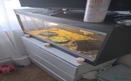 Hermann Tortoise reptiles for sale: Herman tortoise 18 months old - Image 3