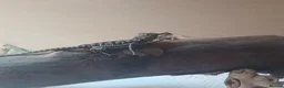 Bearded Dragon reptiles for sale: Baby bearded dragons in Lanark - Advert 2